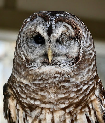 Nature Preserve «Lowry Nature Center», reviews and photos, 7025 Victoria Dr, Victoria, MN 55386, USA