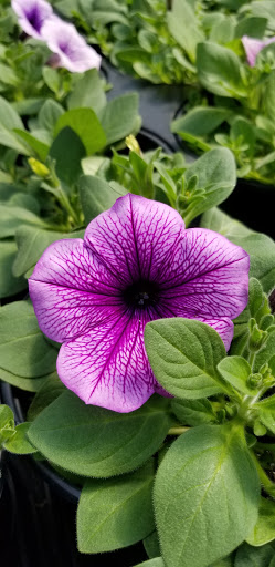 Florist «Fort Thomas Florists & Ghses.», reviews and photos, 63 S Grand Ave, Fort Thomas, KY 41075, USA