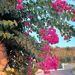 Photo n°4 de l'avis de Regine.e fait le 27/09/2022 à 06:30 sur le  Villaggio Il Gabbiano à Capo Vaticano