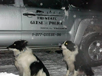 Tri-State Geese Police - Photo 2 - Car repair in Trenton, NJ, Trenton