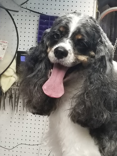Pet Groomer «Dog House Grooming Shop», reviews and photos, 103 Mohawk Dr, Portsmouth, VA 23701, USA