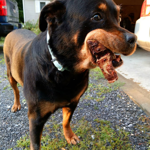 Pet Supply Store «Pet Food Warehouse, Ltd.», reviews and photos, 2455 Shelburne Rd, Shelburne, VT 05482, USA