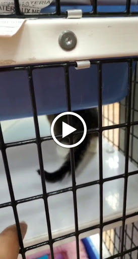 Pet Supply Store «Pet Supermarket», reviews and photos, 4500 N State Rd 7, Pompano Beach, FL 33073, USA