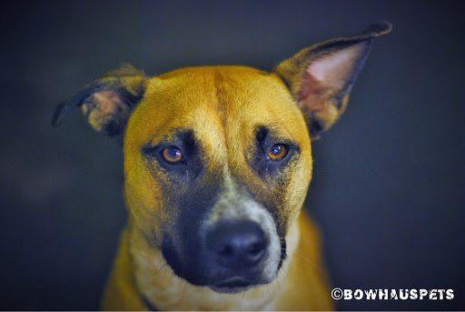 Dog Day Care Center «The Bowhaus Pet Company», reviews and photos, 2472 E Colorado Blvd, Pasadena, CA 91107, USA