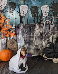 Dawg House Daycare and Boarding - Photo 7 - Car repair in Danbury, CT, Danbury