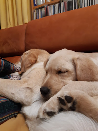 Tierarztpraxis Stephanie Strauch unter Wyk auf Föhr, Schleswig-Holstein