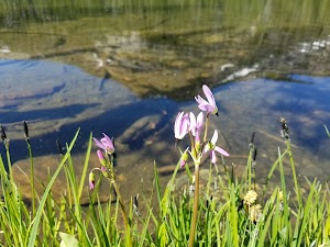 Beaverhead-Deerlodge National Forest - photo 68