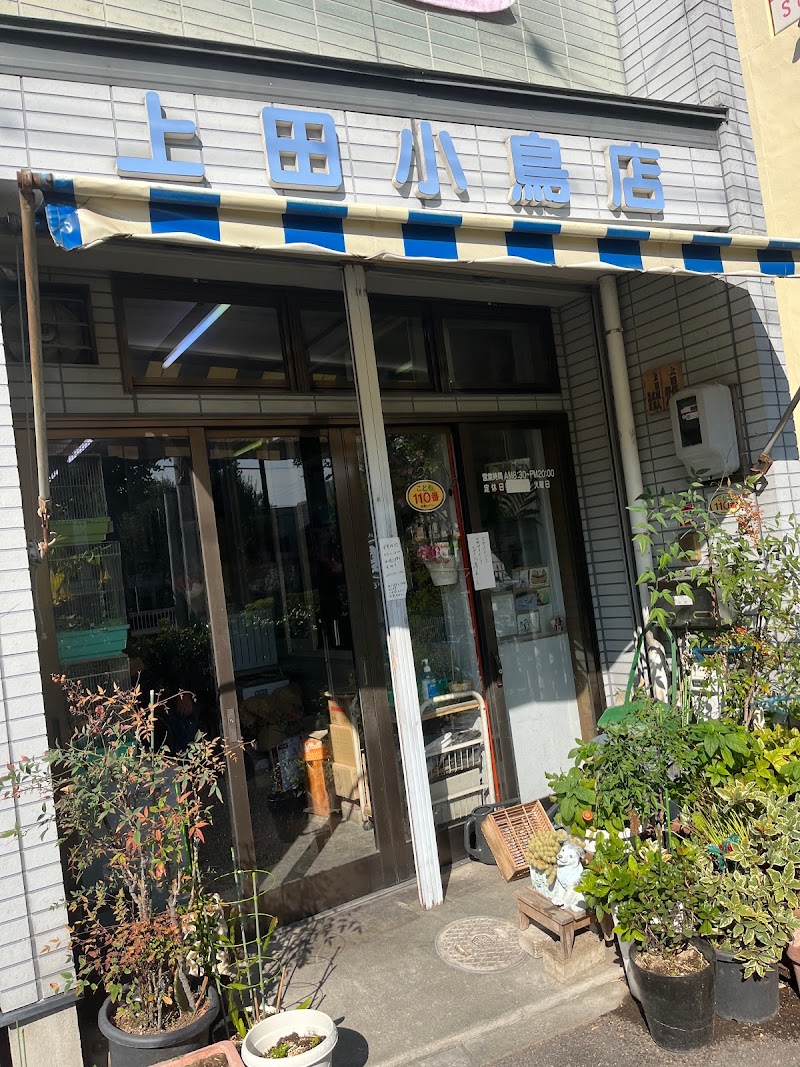 上田小鳥店