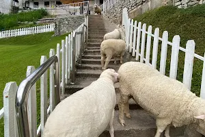 THE SHEEP SANCTUARY image