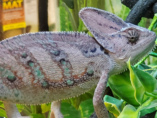 Pet Supply Store «Petco Animal Supplies», reviews and photos, 1298 W Granada Blvd #100, Ormond Beach, FL 32174, USA