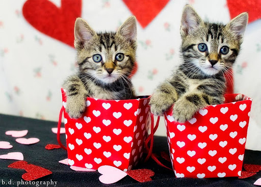 Feline Limited Cat Clinic