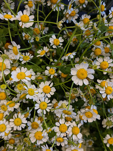 Florist «Derby Farm Flowers & Gardens», reviews and photos, 218 Massachusetts Ave, Arlington, MA 02474, USA