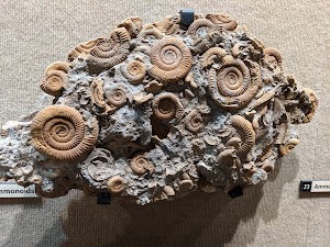 Museum of the Earth - photo 10