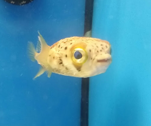 Pet Supply Store «Petco Animal Supplies», reviews and photos, 5631 Grove Blvd, Hoover, AL 35226, USA