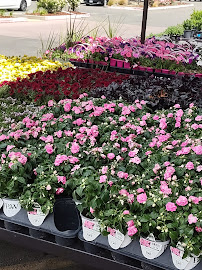 Lowe's Garden Center - Photo 6 - Car repair in Fairfield, CA, Fairfield