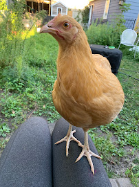 Flock Sitting MN - Photo 6 - Car repair in Richfield, MN, Minneapolis