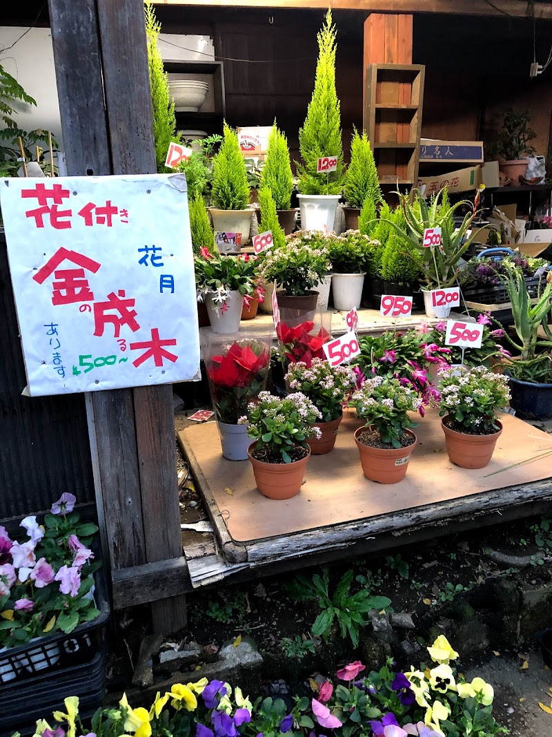 鉢植えの花屋さん 埼玉県ふじみ野市大原 花屋 グルコミ