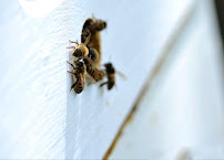 La Mesa Pest Control Company - Photo 3 - Car repair in , San Diego