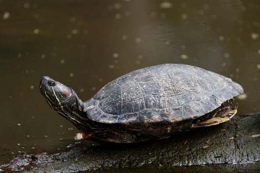 Non-Profit Organization «Houston Audubon Society», reviews and photos, 440 Wilchester Blvd, Houston, TX 77079, USA