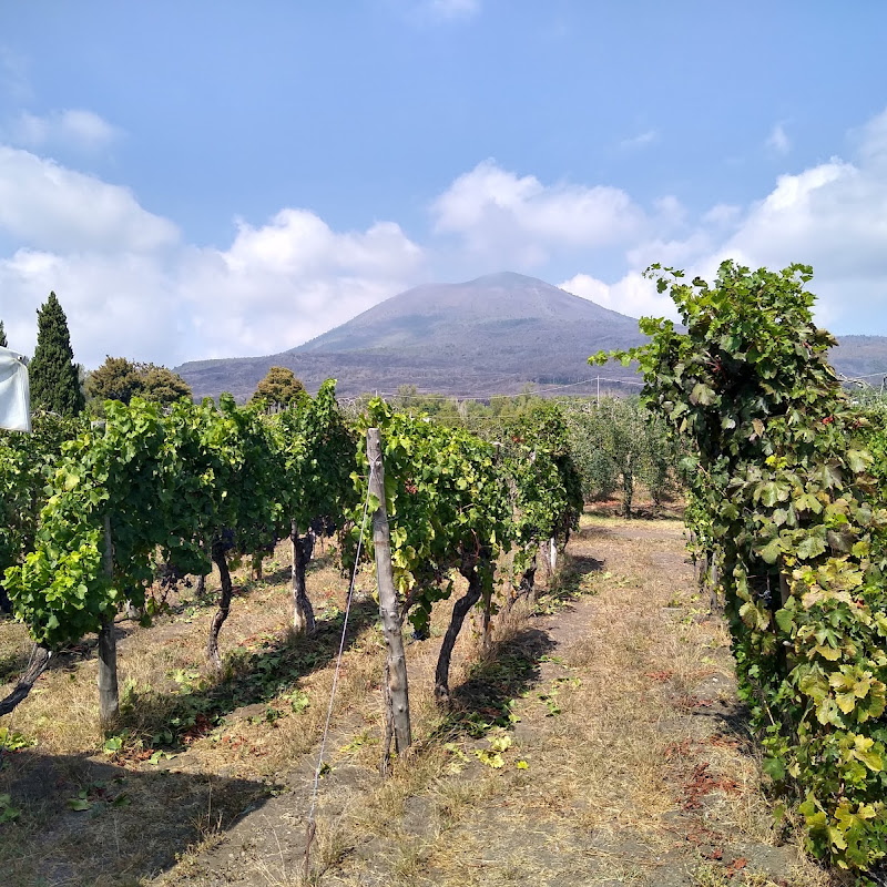 Cantina del Vesuvio Russo Family Winery