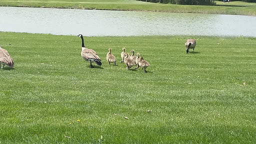 Golf Club «Timberwood Golf Club», reviews and photos, 23700 31 Mile Rd, Ray, MI 48096, USA