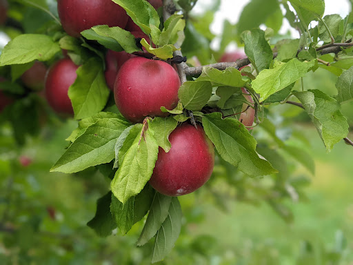 Orchard «Riamede Farm», reviews and photos, 122 Oakdale Rd, Chester, NJ 07930, USA