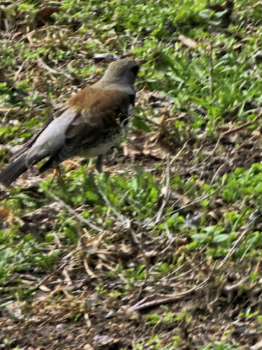Stary Ogród w Radomiu - Radom