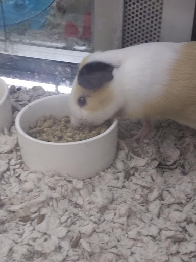 Pet Supply Store «Petco Animal Supplies», reviews and photos, 1624 Governors Square Blvd, Tallahassee, FL 32301, USA