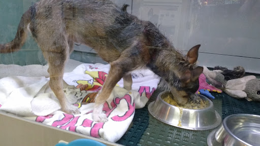 Pet Store «Wilmette Pet Center LLC», reviews and photos, 625 Green Bay Rd, Wilmette, IL 60091, USA