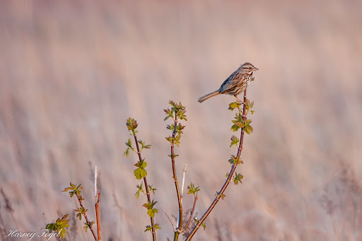 Nature Preserve «Asylum Lake Preserve», reviews and photos, 3836 S Drake Rd, Kalamazoo, MI 49008, USA