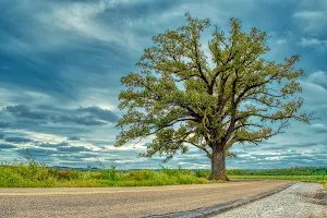 The Burr Oak Tree image