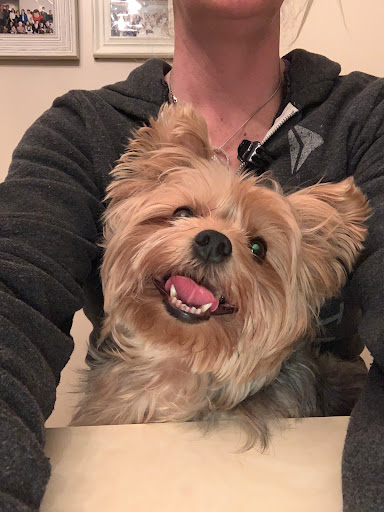 Pet Store «Yuppy Puppy Pet Shop», reviews and photos, 292 Frantz Rd, Stroudsburg, PA 18360, USA