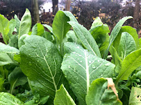 Medicinewheel Designs - Landscape, Garden and Habitat - Photo 5 - Car repair in , Athens