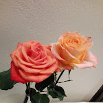 Photo n°1 de l'avis de DebbyGerbilla. fait le 12/03/2018 à 10:08 sur le  Henry's House à Gerenzano