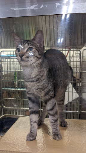 Pet Supply Store «PetSmart», reviews and photos, 14025 SW 88th St, Miami, FL 33186, USA