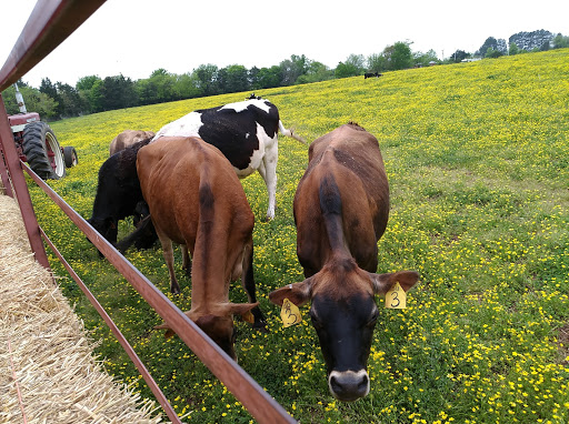 Dairy Farm «Cows-N-Corn», reviews and photos, 5225 Catlett Rd, Midland, VA 22728, USA