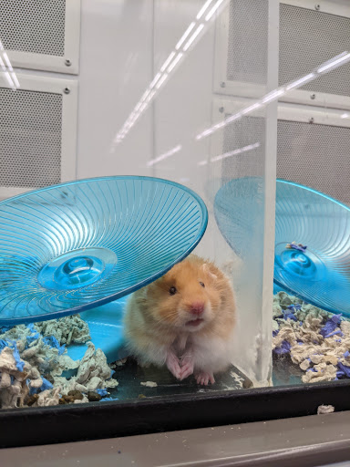 Pet Supply Store «Petco Animal Supplies», reviews and photos, 1150 Concord Ave #160, Concord, CA 94520, USA