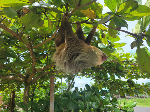 Bus Tour Agency «Rek Travel, LLC», reviews and photos, 5825 W Irving Park Rd, Chicago, IL 60634, USA