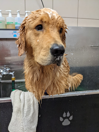 Pet Supply Store «Pet Supplies Plus», reviews and photos, 1676 E Summit St, Crown Point, IN 46307, USA