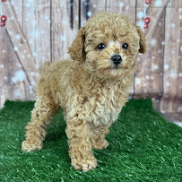 Puppy Dreams - Denton - Photo 8 - Car repair in Denton, TX, Denton