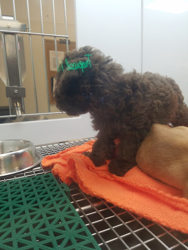 Pet Store «Petland», reviews and photos, 977 E State St, Athens, OH 45701, USA