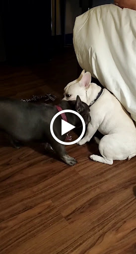 Casino «Golden Nugget Hotel & Casino», reviews and photos, 2300 S Casino Dr, Laughlin, NV 89029, USA