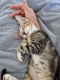 Photo n°20 de La Société Protectrice des Animaux (SPA) - Refuge de Thionville à Thionville ()