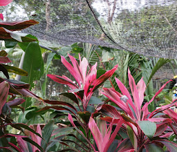 The Butterfly Hill @ Samui photo
