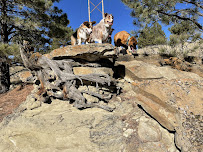 WAGS Pet Sitting - Photo 9 - Car repair in Billings, MT, Billings