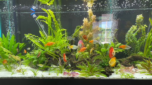 Tropical Fish Store «Jack Wattley Discus», reviews and photos, 6944 NE 4th Ave, Miami, FL 33138, USA