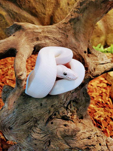 Pet Store «Bluewater Zoo Exotic Aquariums & Reptiles», reviews and photos, 159 Miracle Strip Pkwy SE, Fort Walton Beach, FL 32548, USA