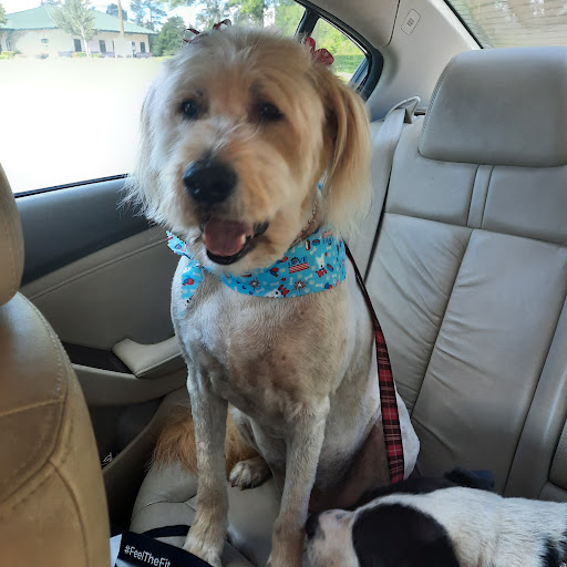 Dog Day Care Center «Lucky Dog Boutique & Spa», reviews and photos, 4503 Chumuckla Hwy, Pace, FL 32571, USA