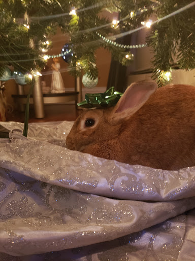 Pet Supply Store «Petco», reviews and photos, 1851 Sunrise Hwy, Bay Shore, NY 11706, USA