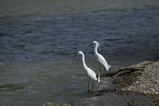 Nature Preserve «LLELA Nature Preserve», reviews and photos, 201 E Jones St, Lewisville, TX 75057, USA